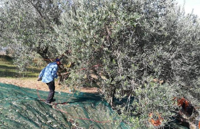 La raccolta delle olive in Molise